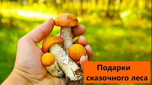 Сбор грибов в сказочном лесу. Подосиновики радуют.
