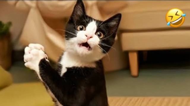 Приколы с животными😸 СМЕШНОЕ ВИДЕО😸 Наши любимые животные