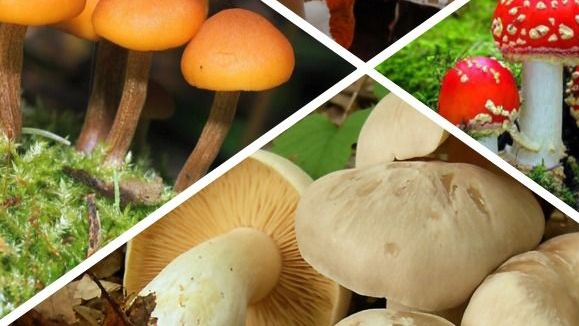 Несъедобные и ядовитые грибы. Часть 2🍄🍄🍄