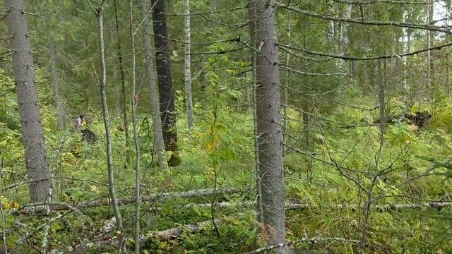Грибы. Вологодская область