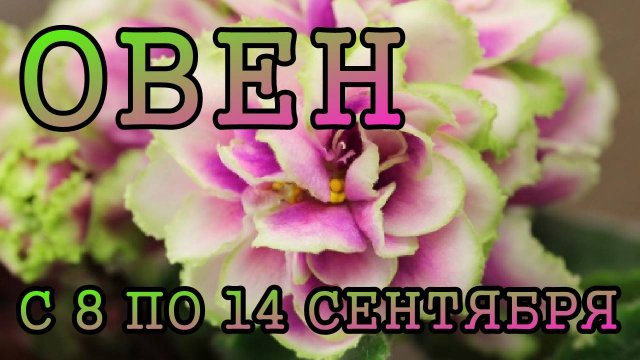 ОВЕН таро прогноз на неделю с 8 по 14 СЕНТЯБРЯ 2025 года.