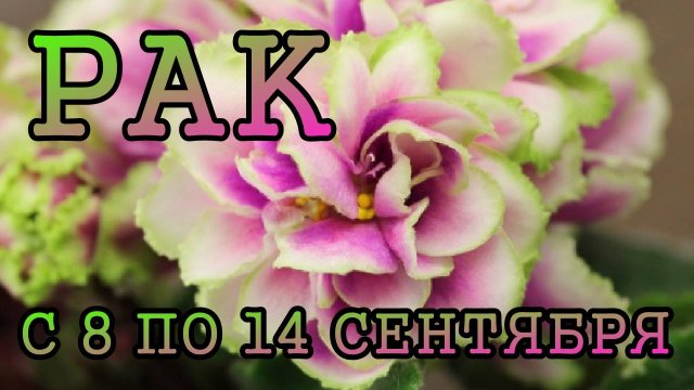 РАК таро прогноз на неделю с 8 по 14 СЕНТЯБРЯ 2025 года.