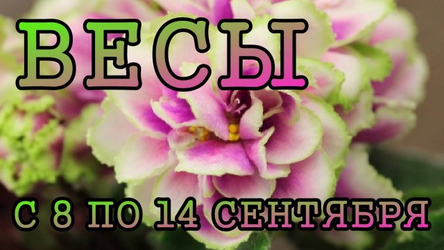 ВЕСЫ таро прогноз на неделю с 8 по 14 СЕНТЯБРЯ 2025 года.