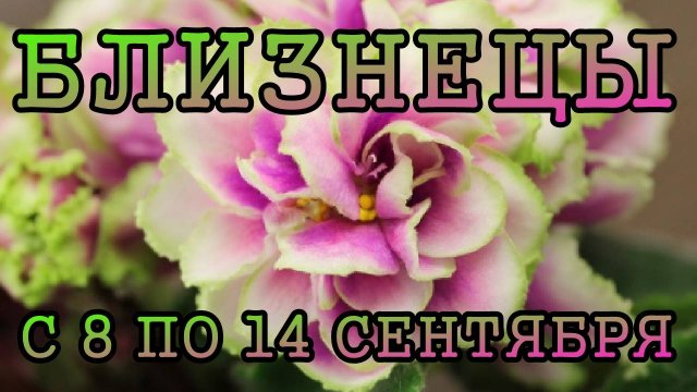 БЛИЗНЕЦЫ таро прогноз на неделю с 8 по 14 СЕНТЯБРЯ 2025 года.