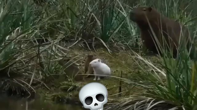 ☠️
