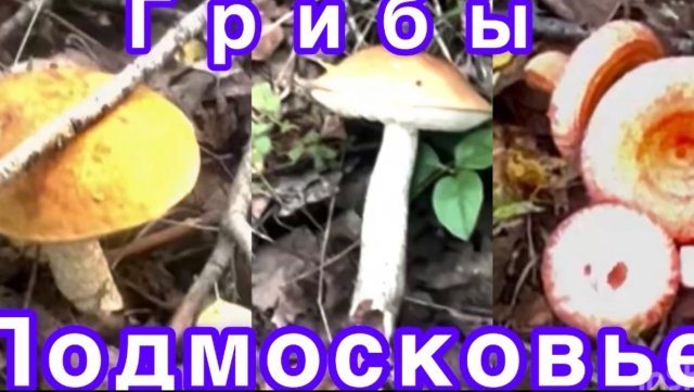 Грибы в Подмосковье