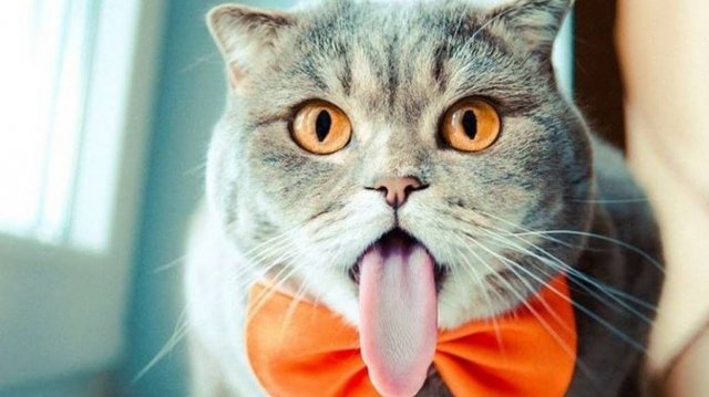 ПРИКОЛЫ С ЖИВОТНЫМИ ДО СЛЕЗ #180 Смешные КОТЫ И СОБАКИ Приколы
