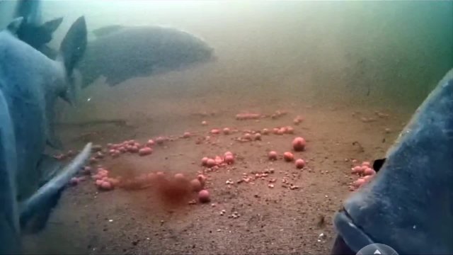 Carp @ Amur