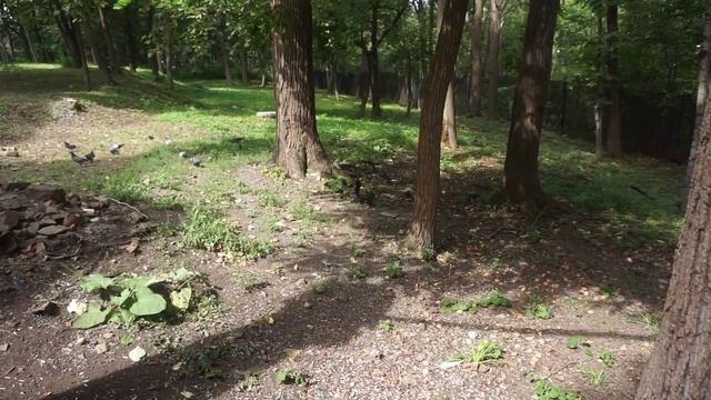 Больница с белками.