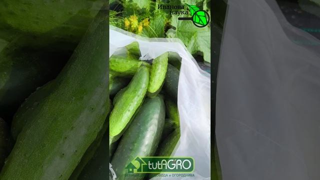 А ВЫ СОЛИТЕ ОГУРЦЫ? Кто-нибудь еще занимается домашними заготовками или гипермаркет убил это хобби?