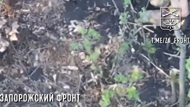 🔴Наши парни пощадили дикого кабанчика, собиравшего незаконно жёлуди.🔴