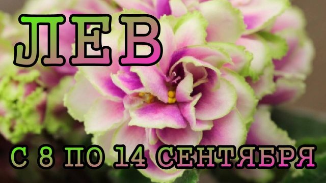 ЛЕВ таро прогноз на неделю с 8 по 14 СЕНТЯБРЯ 2025 года.