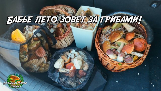 Бабье лето зовет за грибами! 05.09.25