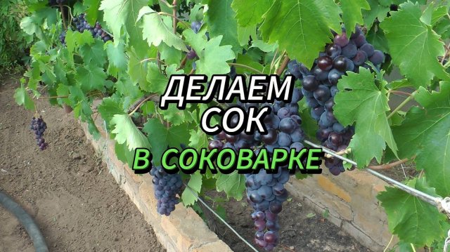 Напитки и кулинарные изделия из винограда. Выпуск 1. Делаем сок в соковарке.