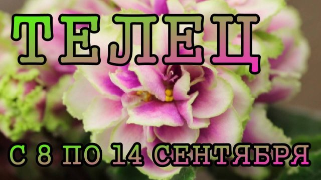 ТЕЛЕЦ таро прогноз на неделю с 8 по 14 СЕНТЯБРЯ 2025 года.
