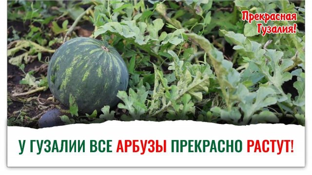 Как вырастить арбузы на севере дальнем, с Кормилицей Микоризой, 33 Богатыря, Фитоспорином и Гуми