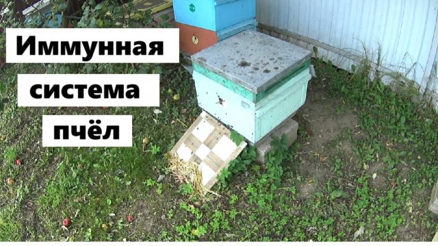 Иммунная система медоносных пчёл.