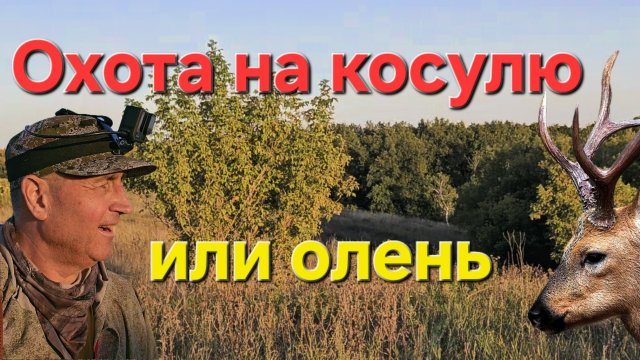 Гигантские Рога.Охота на косулю.Выход маленького оленя.