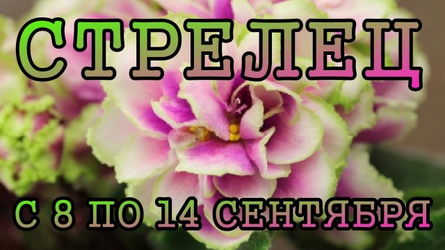 СТРЕЛЕЦ таро прогноз на неделю с 8 по 14 СЕНТЯБРЯ 2025 года.