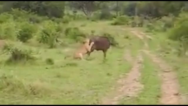 СМЕШНЫЕ ВИДЕО / ПРИКОЛЬНЫЕ ВИДЕО / СМОТРЕТЬ ВИДЕО ПРИКОЛЫ / ЮМОР / СМЕХ / ПОДНЯТЬ НАСТРОЕНИЕ ВИДЕО