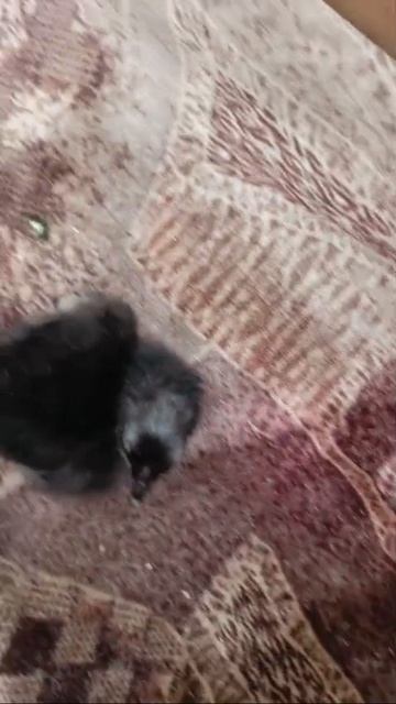 video5321009307699934933