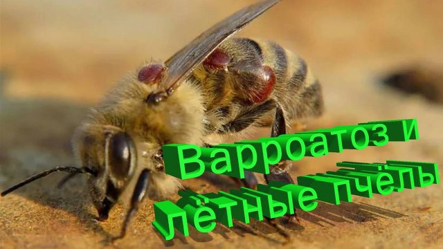 Варроатоз: Как защитить летных пчел и сохранить медосбор. Объясняет профессор Кашковский