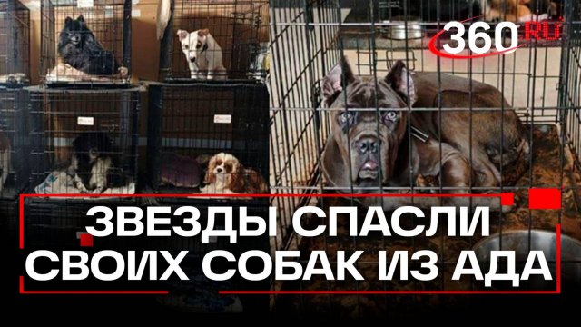 Питомцы блогеров были в аду - 50 собак спасли от «черной передержки»