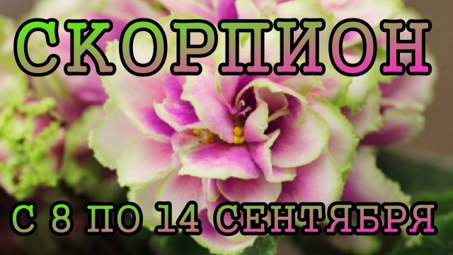 СКОРПИОН таро прогноз на неделю с 8 по 14 СЕНТЯБРЯ 2025 года.