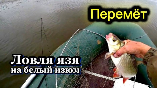 Поставил перетягу. Ловлю ЯЗЯ на белый изюм. Река Чулым