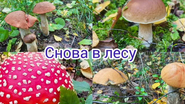 Новая охота за груздями .