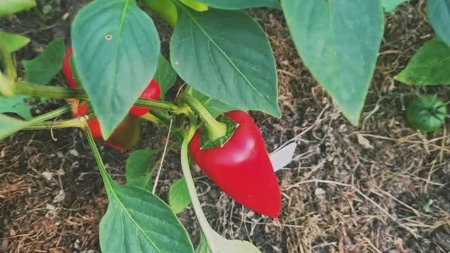 Дача!🏡 Обзор теплицы на 03.09.25.🍅Выкопали картошку.🥔Вкусный ужин.🍽