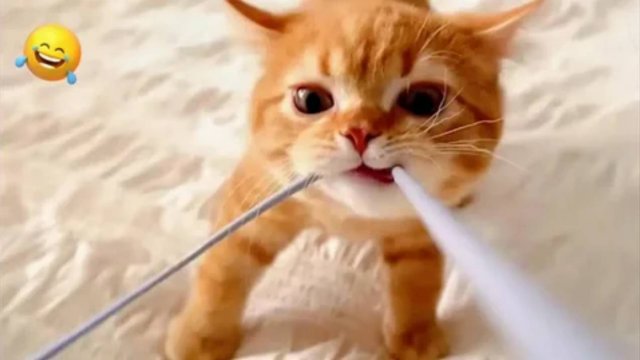 СМЕШНЫЕ КОТИКИ 2025 ЛУЧШИЕ ПРИКОЛЫ С КОТАМИ, КОТИЫ, КОШКИ, СМЕШНОЕ ВИДЕО