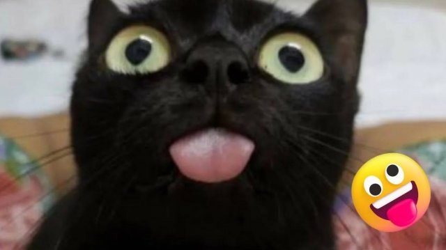 СМЕШНЫЕ КОТЫ 2024 ЛУЧШИЕ ПРИКОЛЫ С КОТАМИ, КОШКИ, КОТИКИ, СМЕШНОЕ ВИДЕО