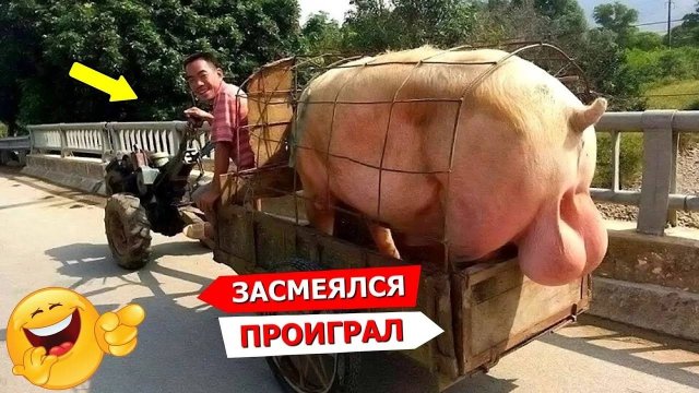 Я ржал до слез 😂 5 Минут смеха 2025 Смешные видео Лучшие Лютые ПРИКОЛЫ Сентября! Подборка