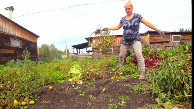 Деревня,ну и кто тут самый смелый?Поменяла индюков и что из этого вышло,уборка на огороде