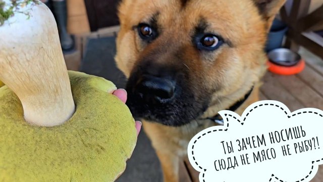 Запихнули целый огромный гриб в банку. Играли в прятки с ежом. Смотрели красоту в вольере у совы Ёль