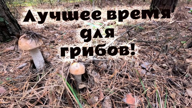 Как хорошо приходить в лес и гулять собирая грибы. Маслята, подосиновики, рыжики, волнушки и грузди.