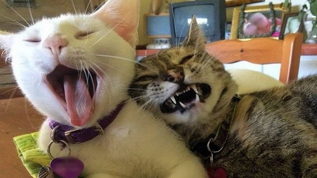 ПРИКОЛЫ С ЖИВОТНЫМИ ДО СЛЕЗ #181 Смешные КОТЫ И СОБАКИ  Приколы