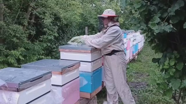 #пасека В гости к соседке на пасеку