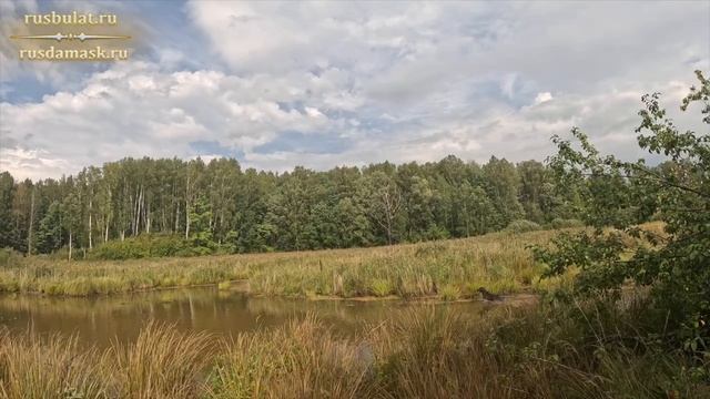 Охота на утку с дратхааром. Разучился стрелять
