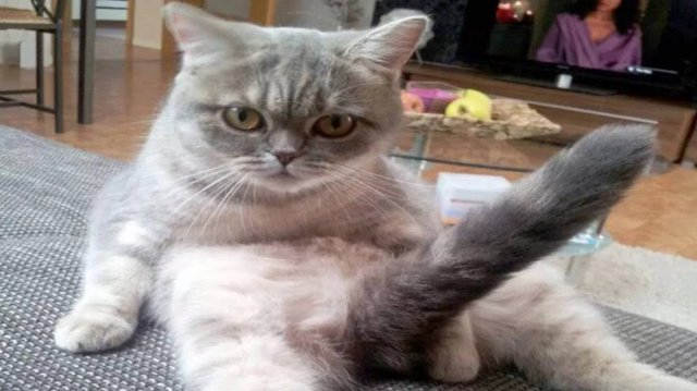 СМЕШНЫЕ КОТЫ 2024 ЛУЧШИЕ ПРИКОЛЫ С КОТАМИ, КОШКИ, КОТИКИ, СМЕШНОЕ ВИДЕО