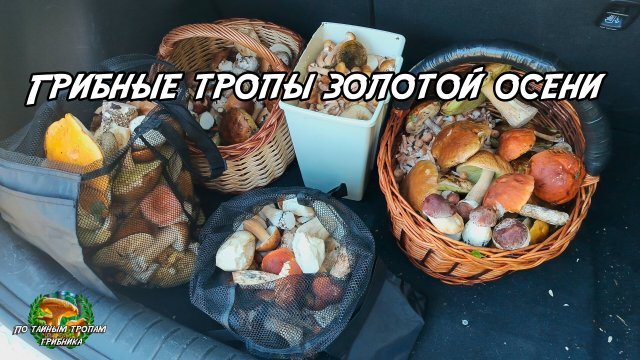 Грибные тропы золотой осени. 05.09.25