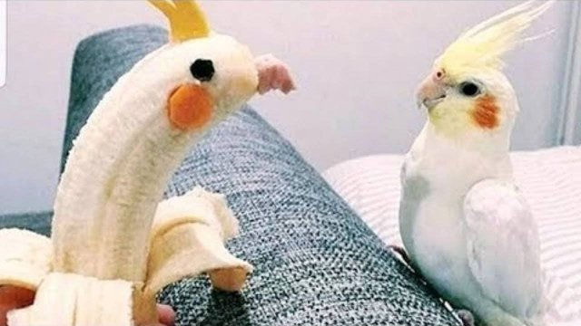 СМЕШНЫЕ ПОПУГАЙЧИКИ СМЕХ ДО СЛЕЗ