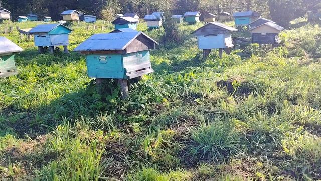 Вывозим пчёл с кочевки на пасеку. Медосбор окончен и в степи.