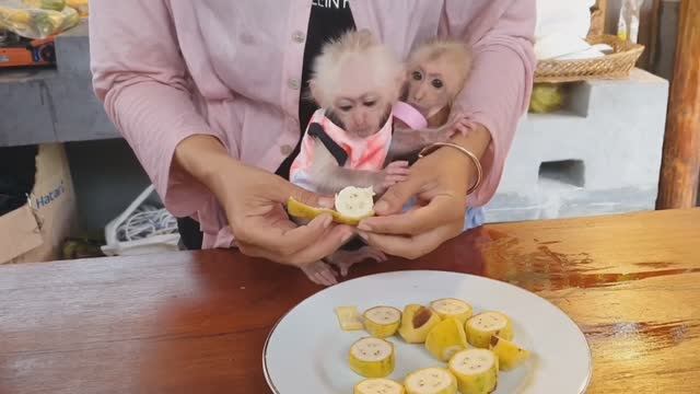 Обезьянки две малютки пушистика кричат кушать Одна ест банан Другая уползает на маму Отворачивается