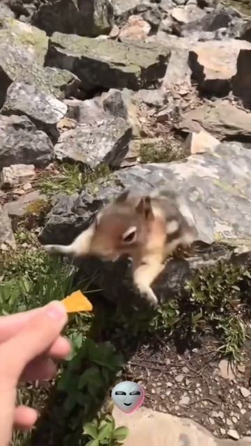 Всем Добра И Супер Настроения! 🐶🐱😂🤯👍🚀