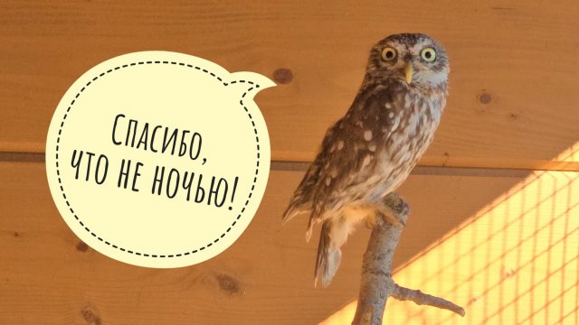 Рассказываю сычу ХЗ душераздирающую историю про пеньки. ХЗ в шоке, кошка Морошка в недоумении