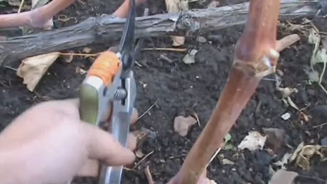 Обрезка винограда для начинающих