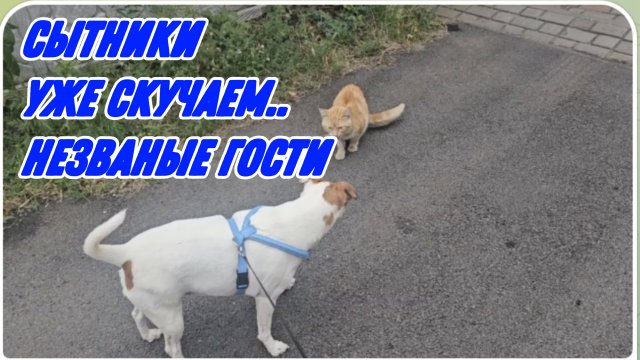САМВЕЛ АДАМЯН, СЫТНИКИ, УЖЕ СКУЧАЕМ, НЕЗВАНЫЕ ГОСТИ..