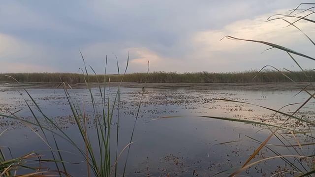 Вечерка на утку, с подсадными!!!
